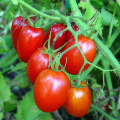 Tomato Plant &