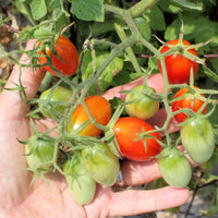 Tomato Plant 'Juliet'