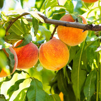 July Prince Peach