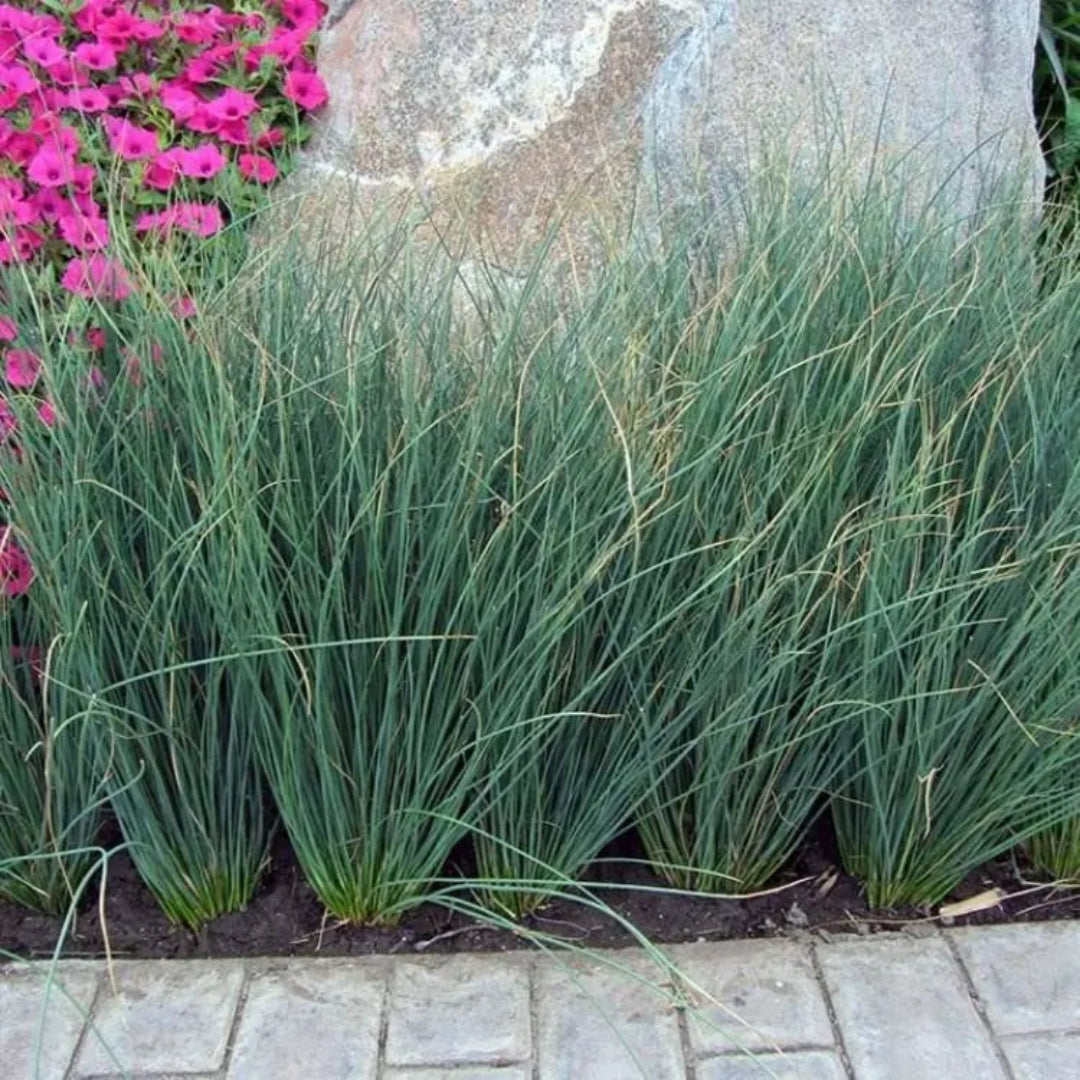 Grass: Juncus tenuis &