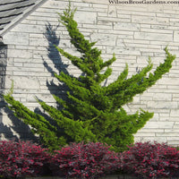 Juniper Torulosa