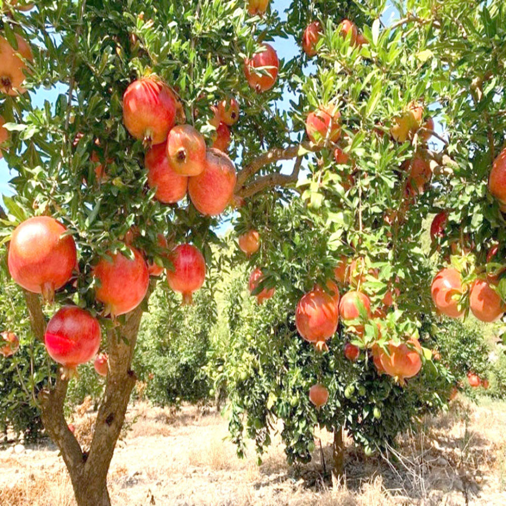 Kazake Pomegranate - Cold Hardy Pomegranate