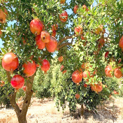 Kazake Pomegranate - Cold Hardy Pomegranate