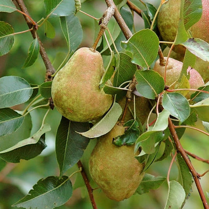 Kieffer Pear Tree