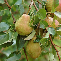 Young Kieffer pear tree ready for planting in home garden