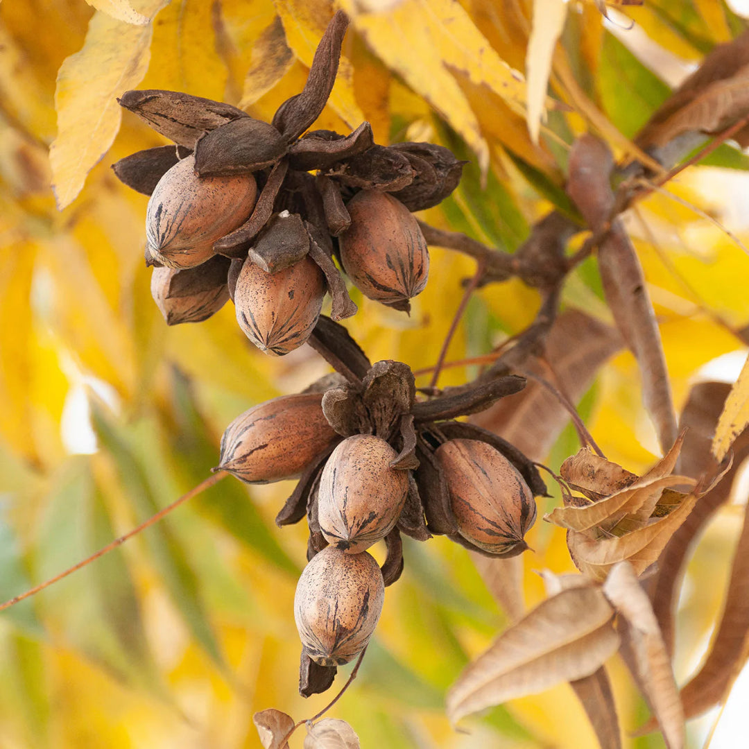 Kiowa Pecan Tree, Produces a Very Large, High Quality Nut.