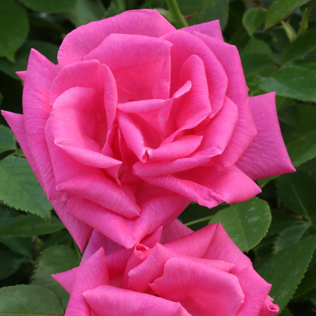 Zephirine Drouhin Rose