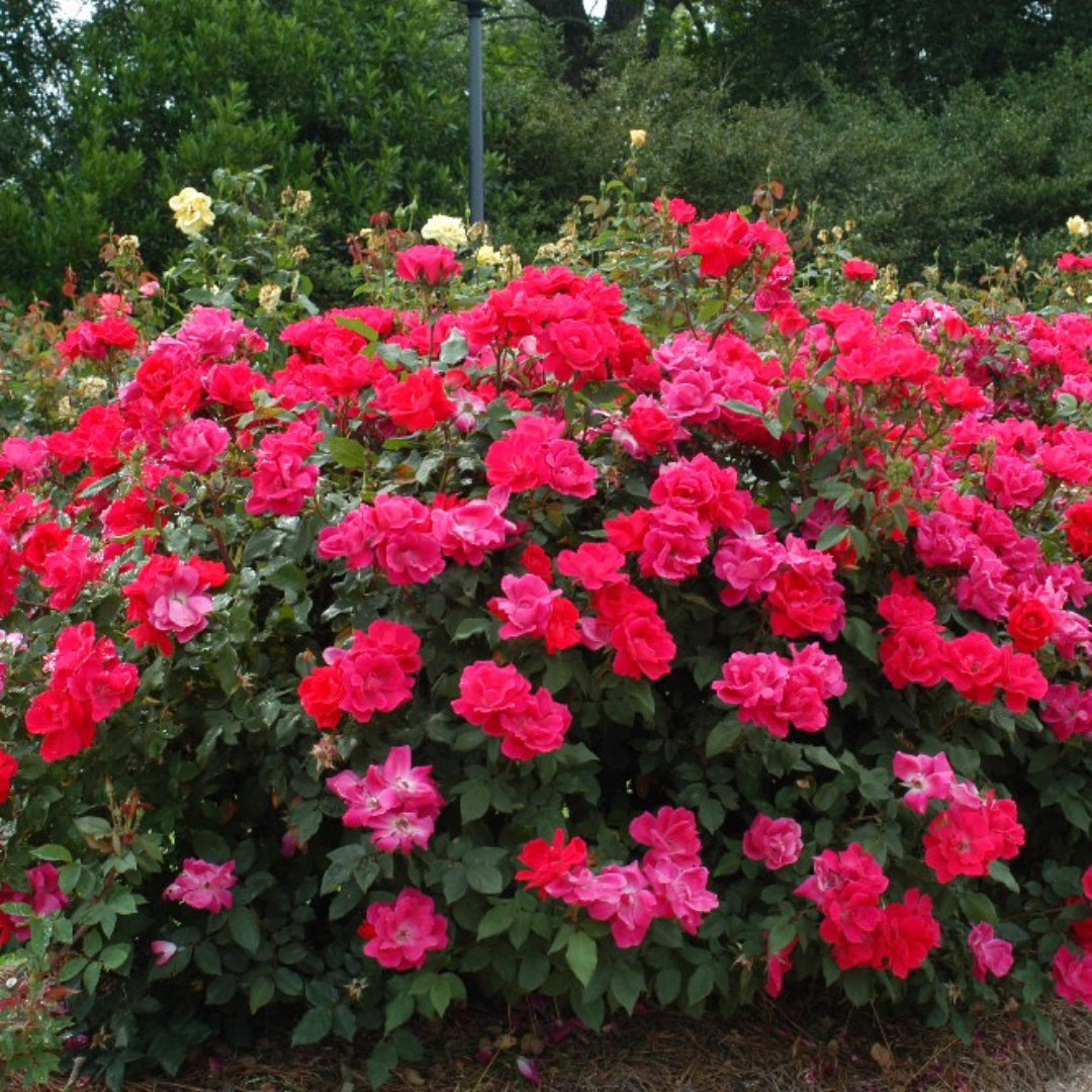 Double Knock Out Red Rose Close-Up Flowers