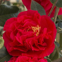 Camellia Kramer's Supreme-Magnificent Red Blooms