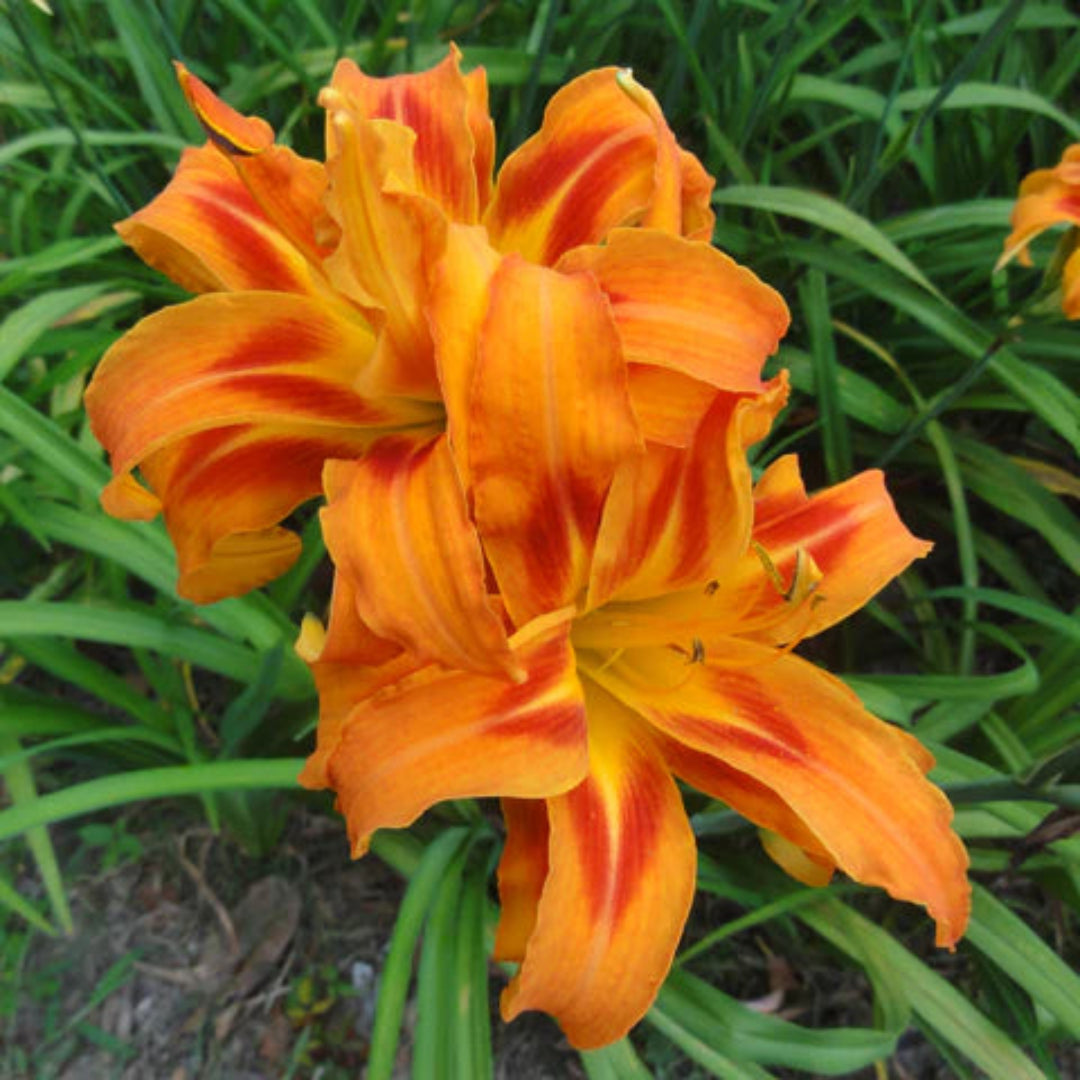 Hemerocallis Fulva Kwanso Double Orange Daylily Multipack