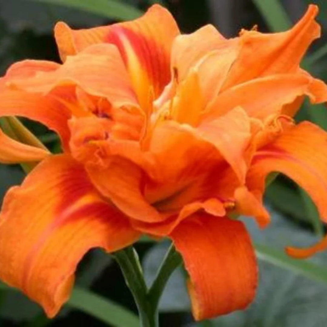 Hemerocallis Fulva Kwanso Double Orange Daylily Multipack