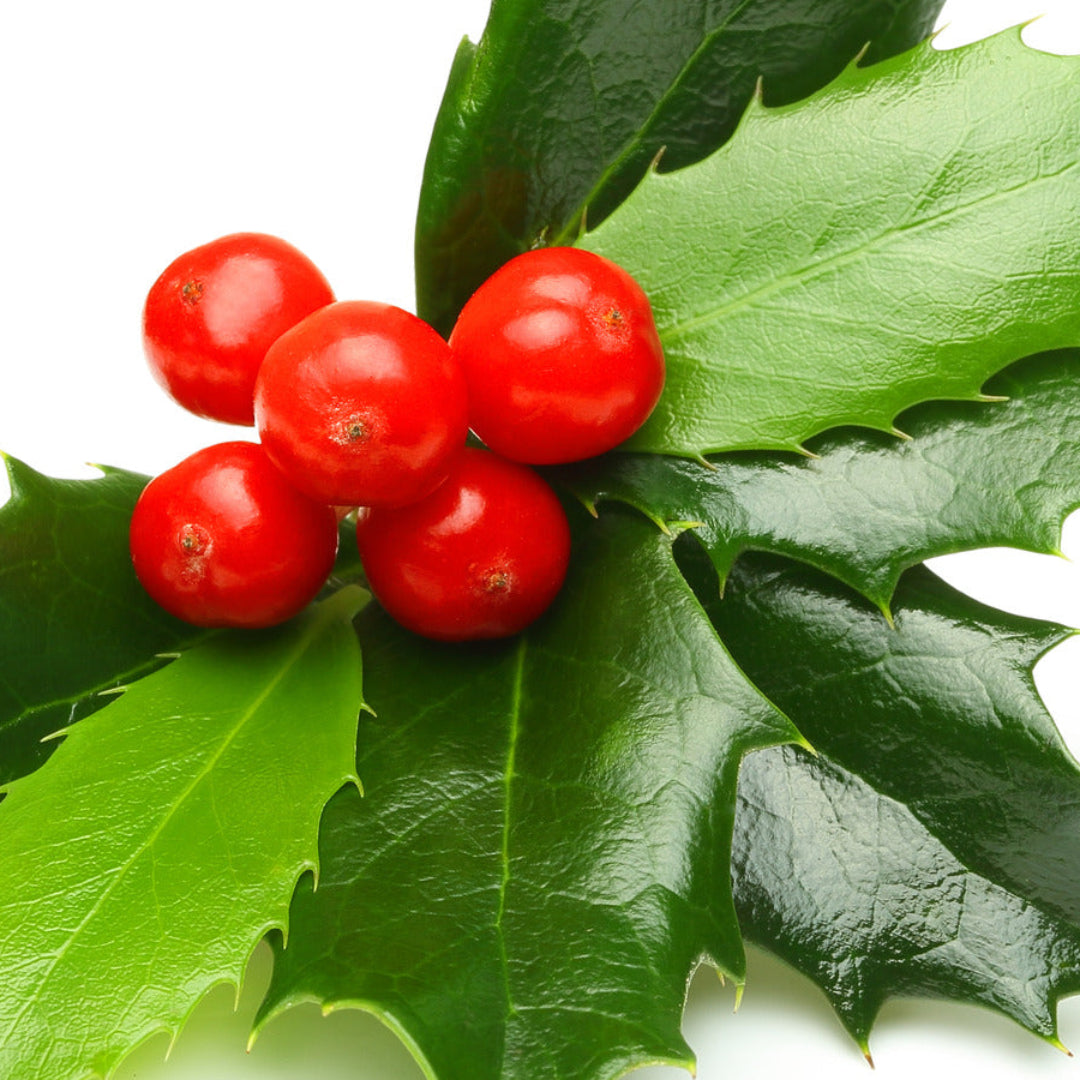 Gorgeous Holly with Red Berries -Artificial
