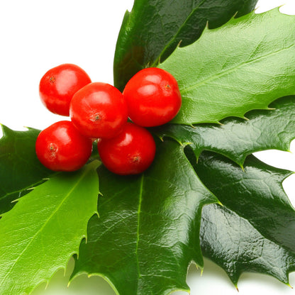 Gorgeous Holly with Red Berries -Artificial