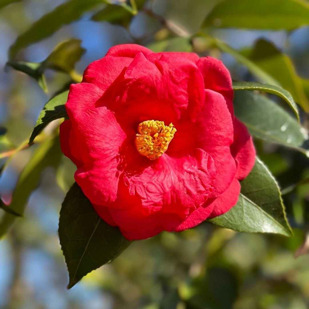 Camellia Lady Clare (Empress)-Large Semi-Double, Deep Pink Blooms