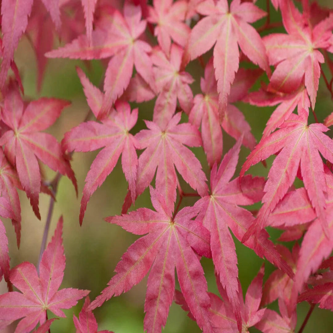 Shin Deshojo Japanese Maple