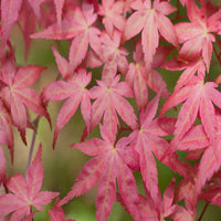 Shin Deshojo Japanese Maple