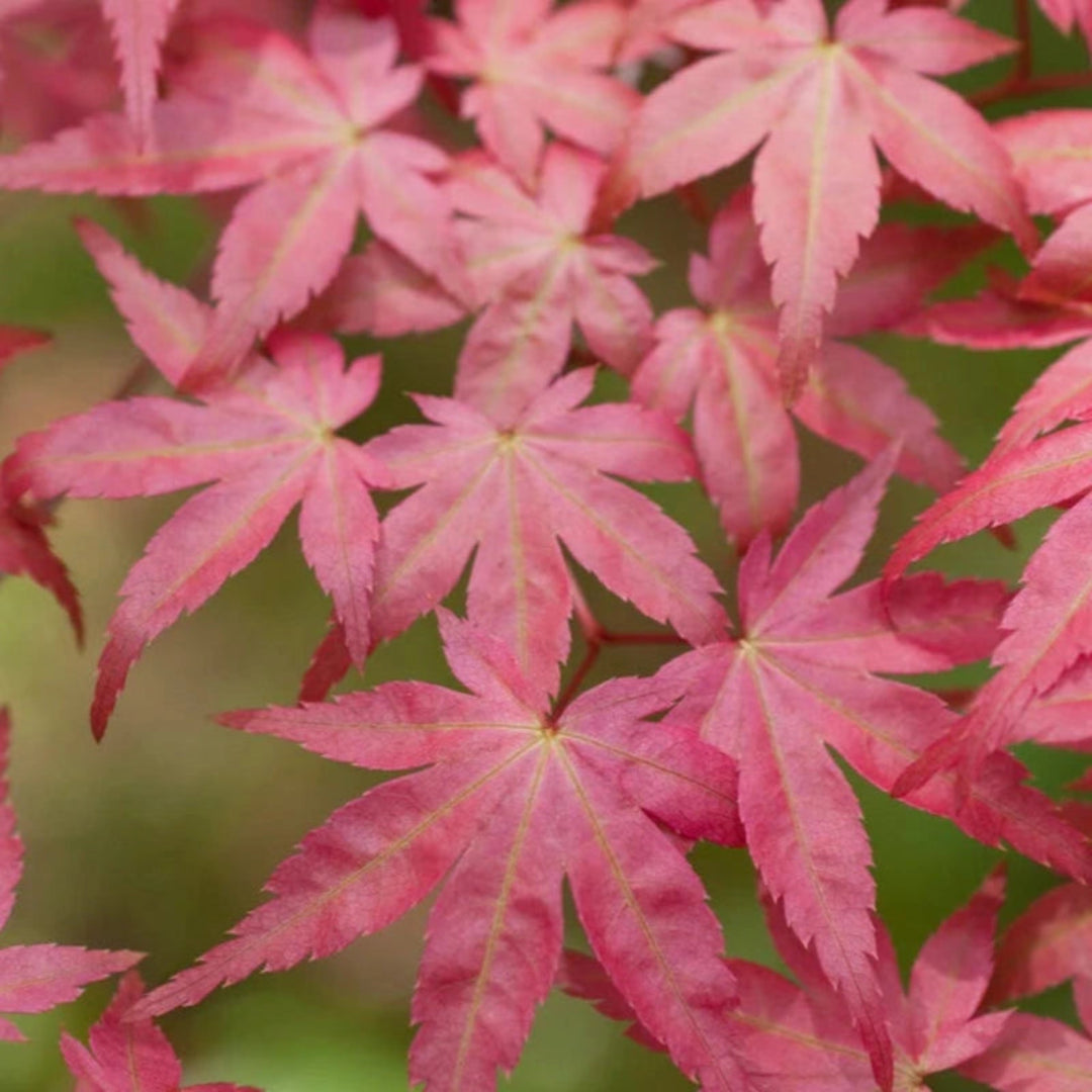 Shin Deshojo Japanese Maple young tree with red leaves