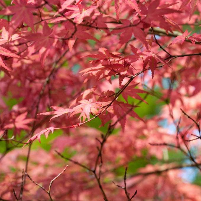 Shin Deshojo Japanese Maple
