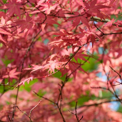 Shin Deshojo Japanese Maple
