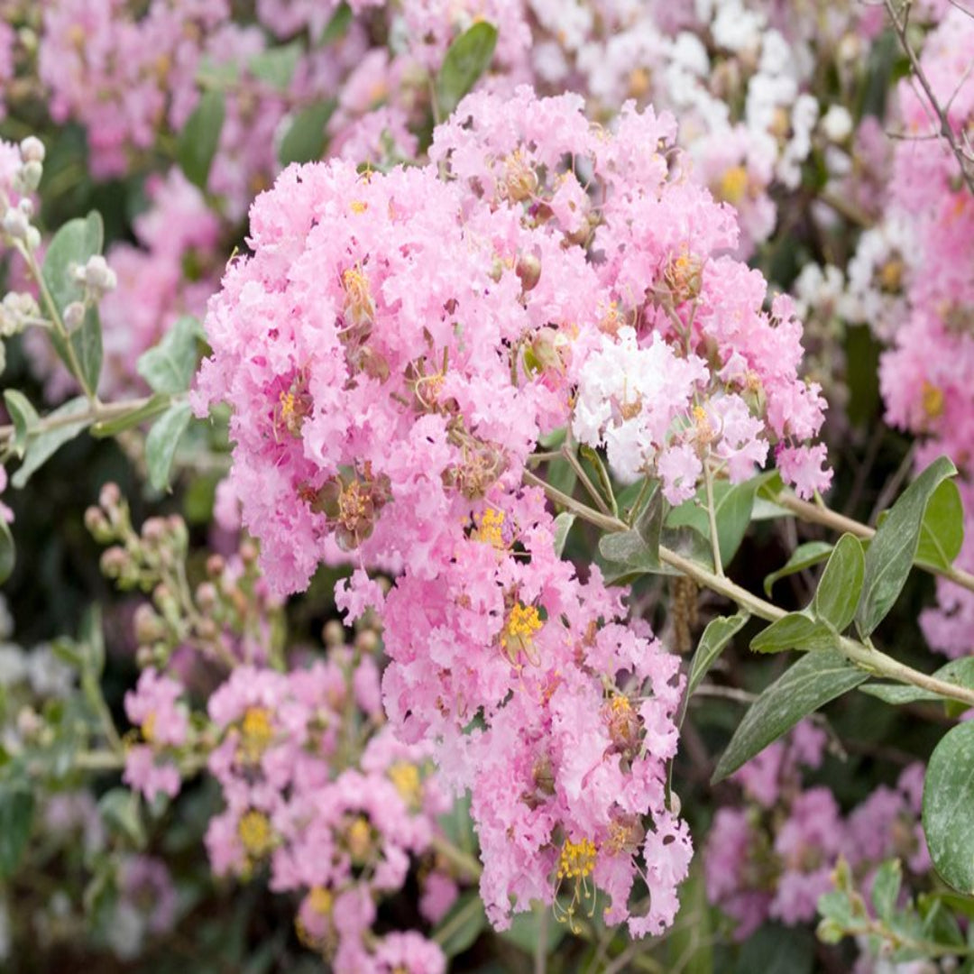Delta Blush Crape Myrtle