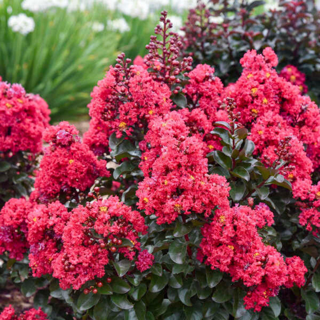 Lagerstroemia Barista &