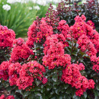 Lagerstroemia Barista 'Cherry Mocha' Dwarf Crapemyrtle - [EG]