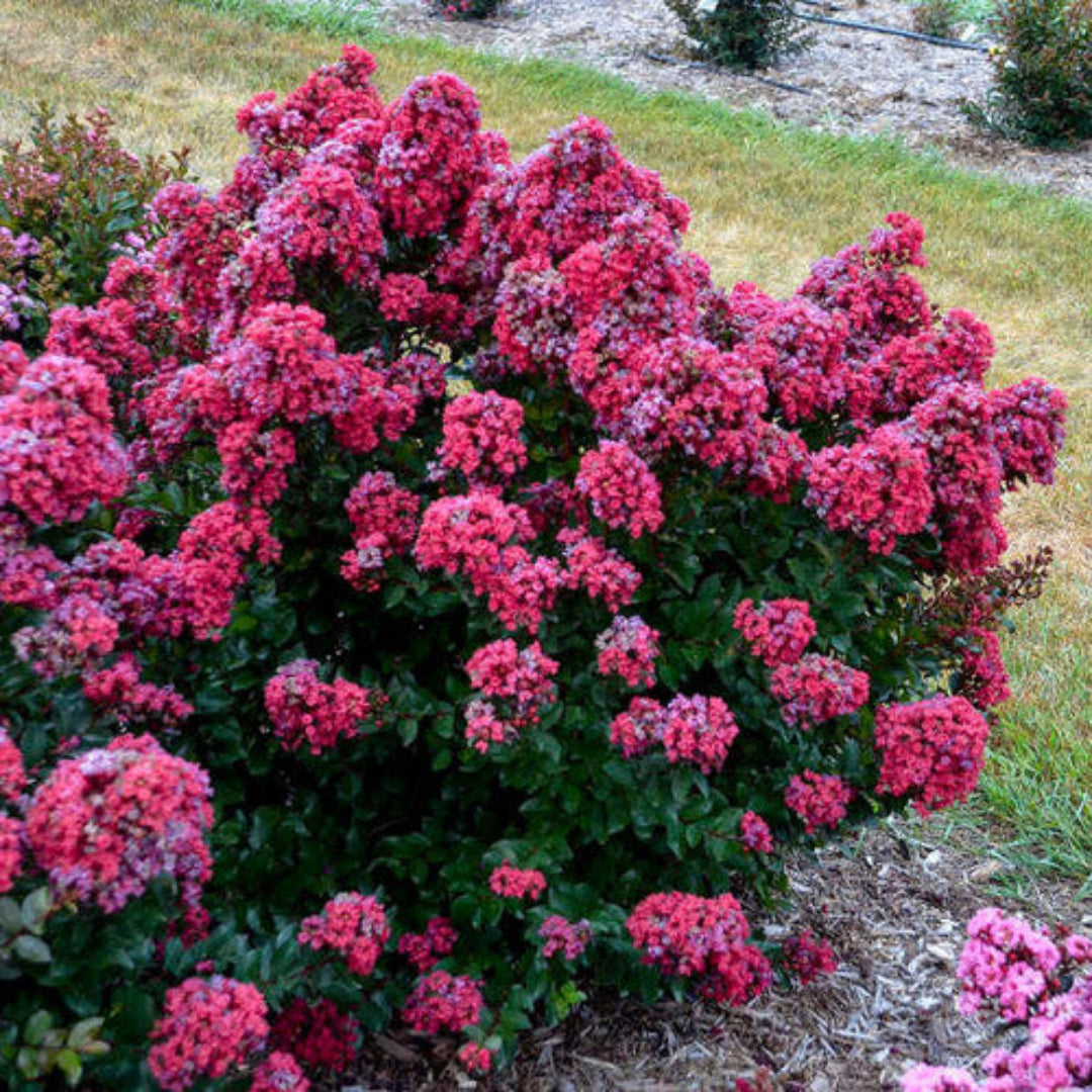 Lagerstroemia Barista &