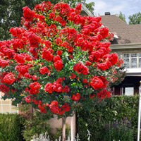 Red flowering tree with a house and garden in the background