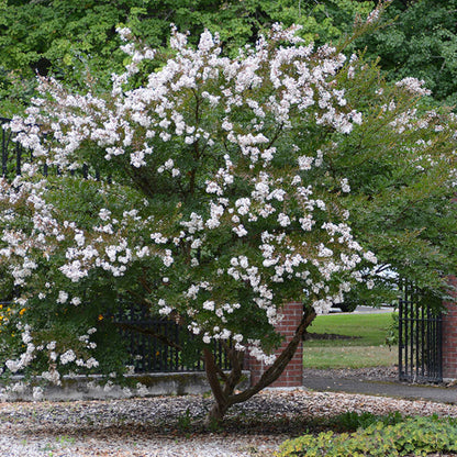 Acoma White Crape Myrtle