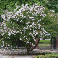 Acoma White Crape Myrtle Tree with Beautiful White Blooms