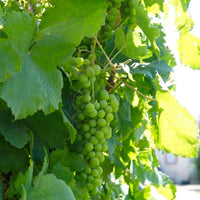 Lakemont Seedless Grape Vine