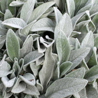Lamb's Ear