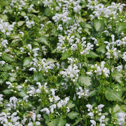 Lamium maculatum &