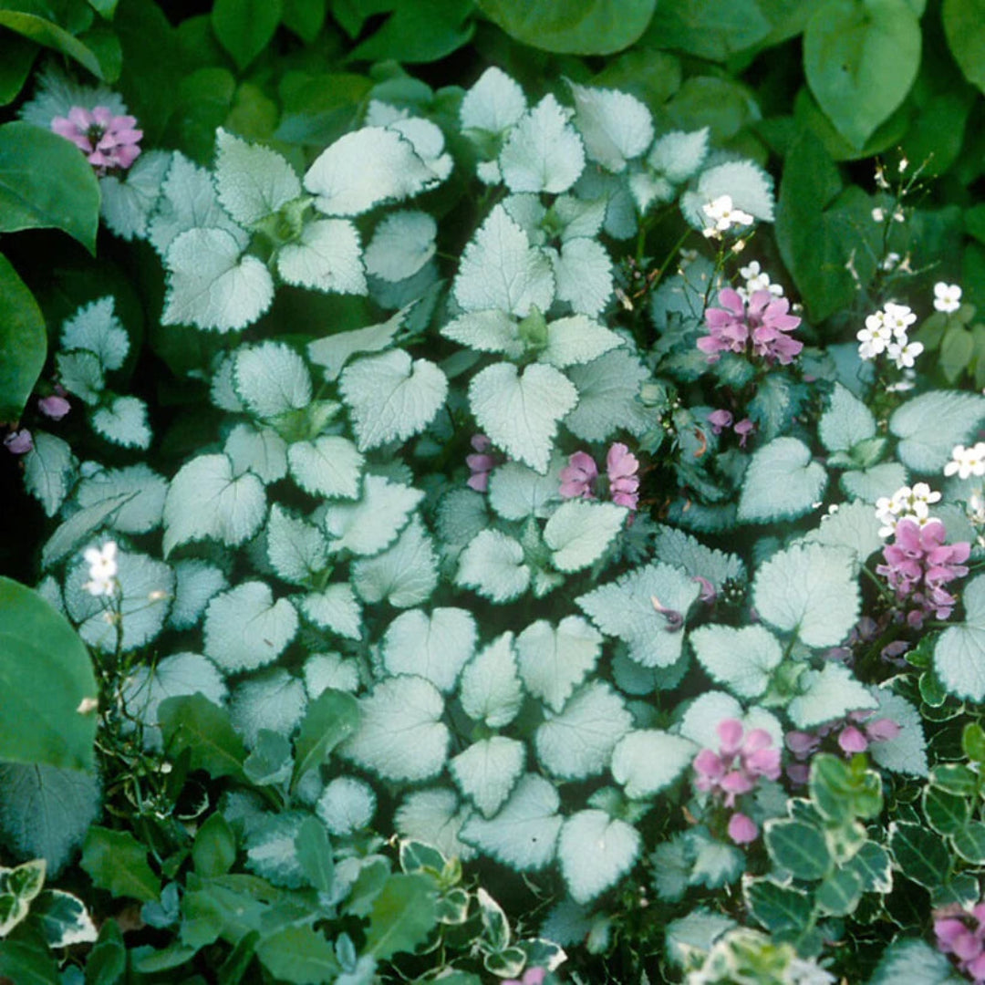 Lamium Maculatum &