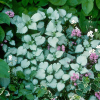 Lamium Maculatum 'Beacon Silver' - [EG]