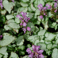 Lamium maculatum 'Red Nancy'