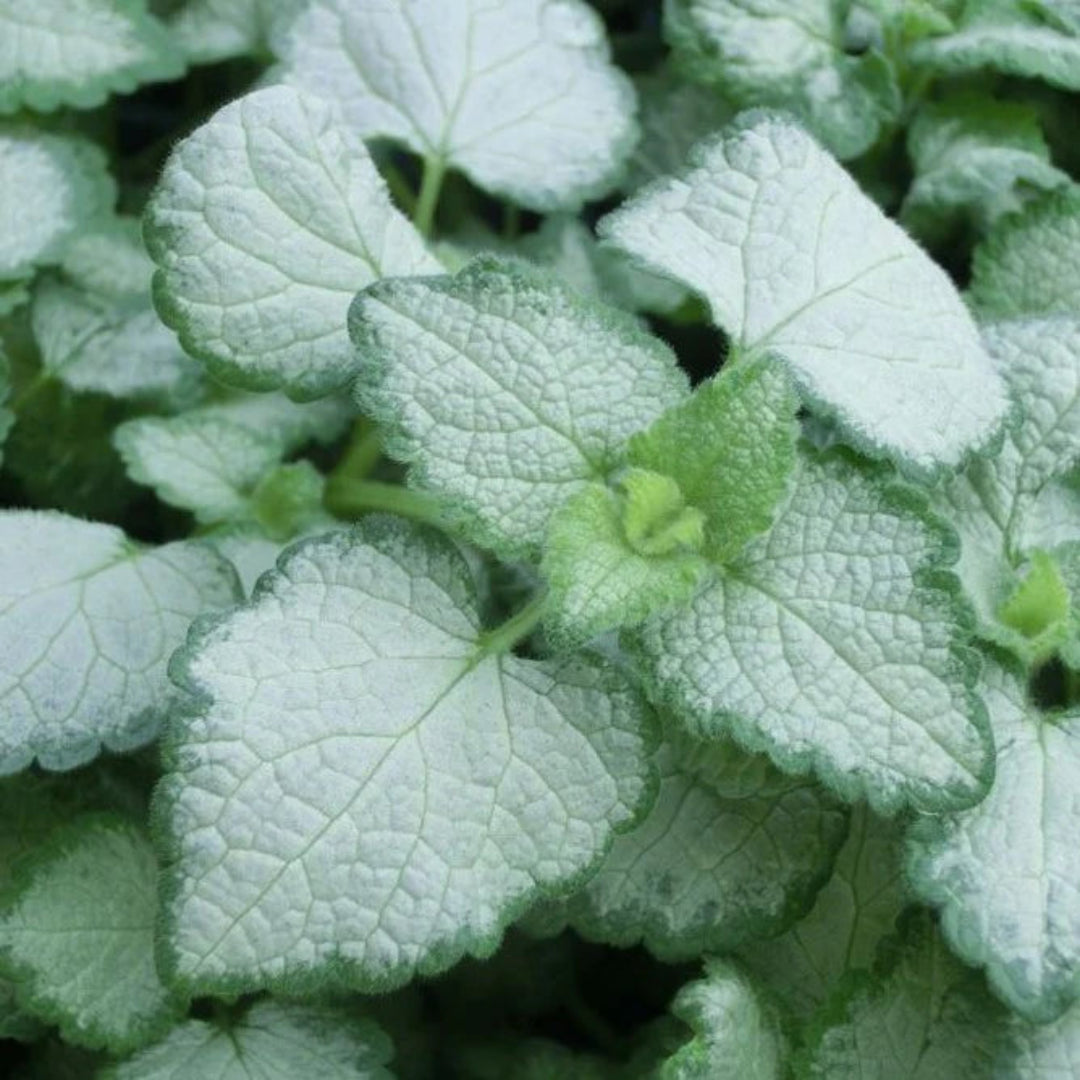 Lamium maculatum &