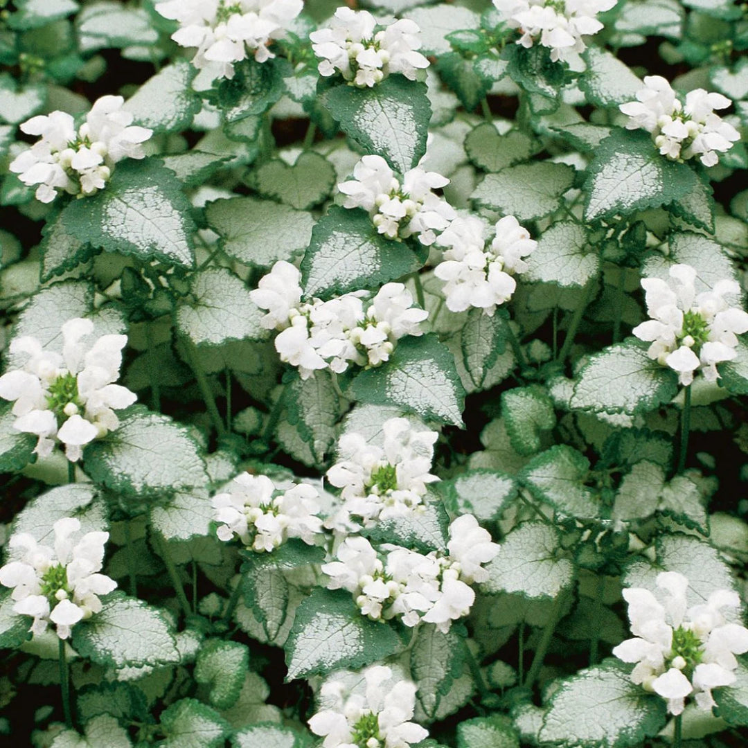 Lamium maculatum &
