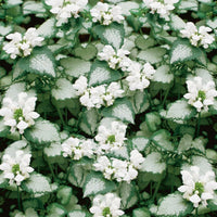 Lamium maculatum 'White Nancy' - [EG]