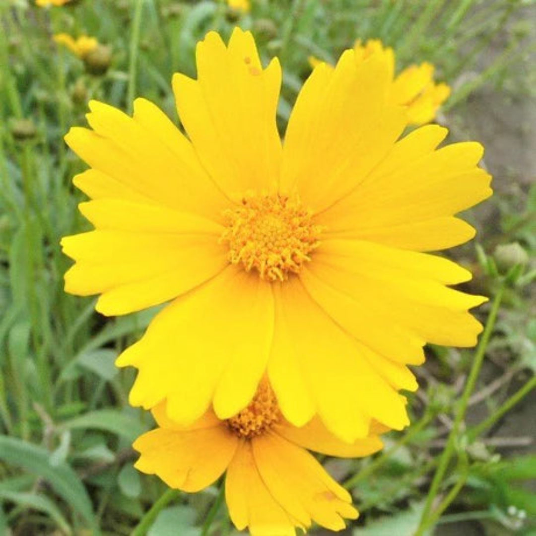 Coreopsis Li&