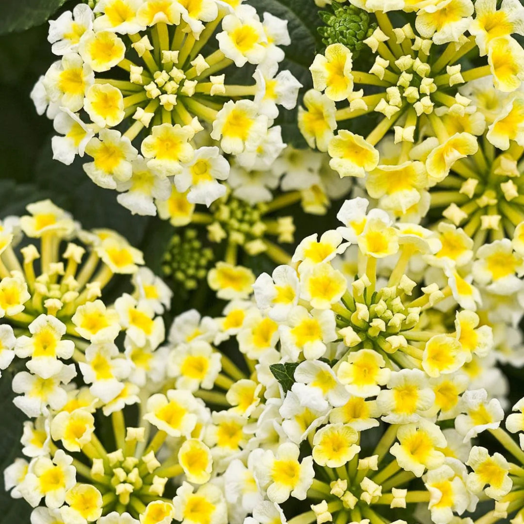 Lantana &