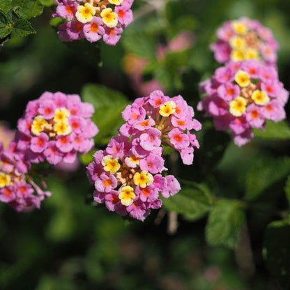 Mozelle Lantana
