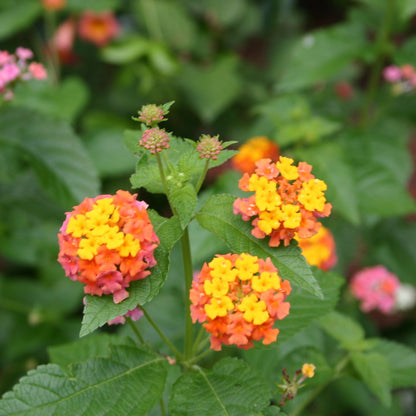 Mozelle Lantana