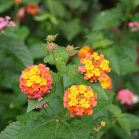 Mozelle Lantana