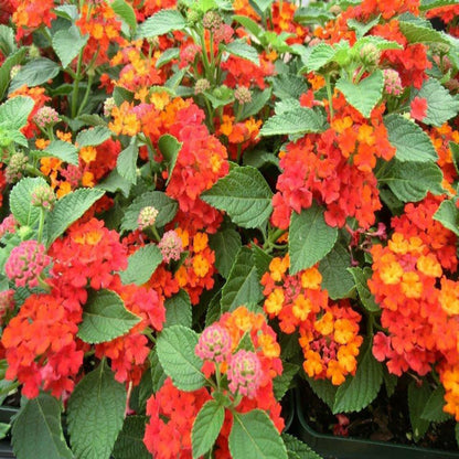 Lantana Camara &