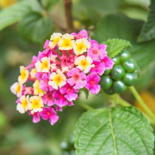 Lantana &