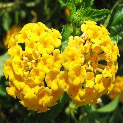 Lantana &