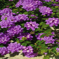 Lantana 'Luscious® Grape' - [EG]