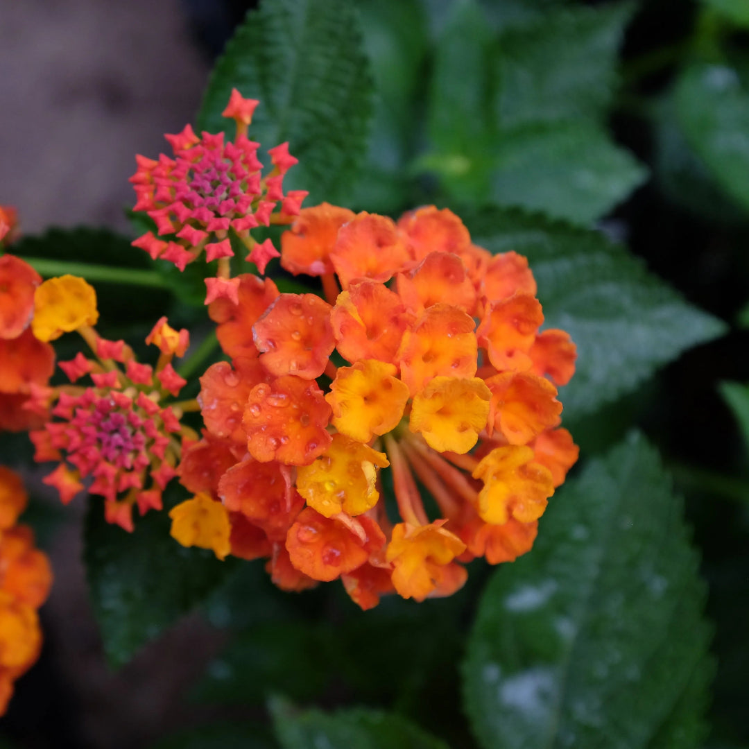 Luscious Marmalade Lantana