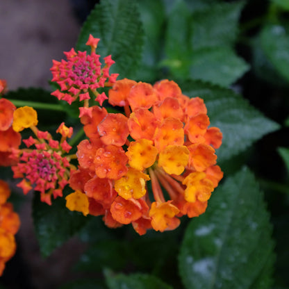 Luscious Marmalade Lantana
